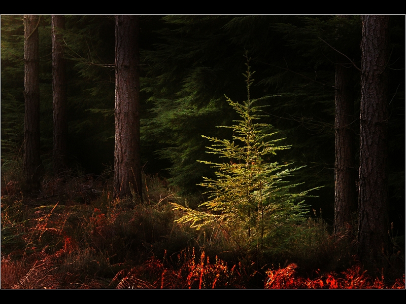 318 - LIGHT ON THE TREE - LARRY JOHN - united kingdom.jpg